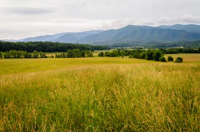 Cades Cove is one of the top group-friendly attractions in Gatlinburg